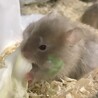 シリアンハムスター（長毛ダウカラー）の赤ちゃん サムネイル2