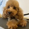 人懐っこいトイプードルのあかねちゃん！
