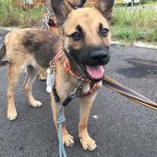 明るく遊び好きな女の子「ぽっちゃん」