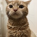 アメショ柄チャトラのおんにゃの子　ロビンちゃん♪