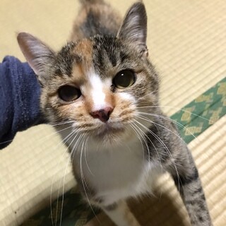 抱っこもおやつも大好き！甘えん坊のハクちゃん♡