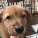 donちゃん　一旦募集を中断致します。