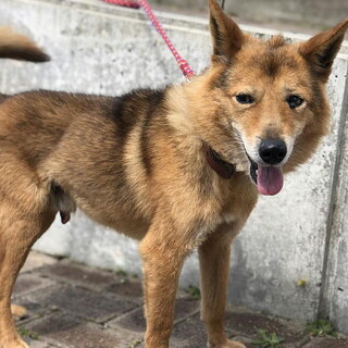 引っ張りもなく楽しい散歩ができる温厚な性格です。