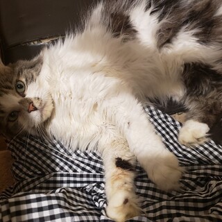 子供大好き カールちゃん