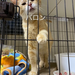 お膝猫のバロン