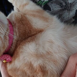 アメショのレッドタビーの男の子