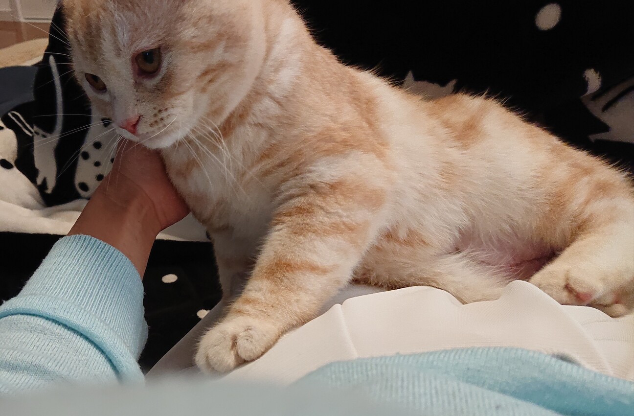 アメショのレッドタビーの男の子 群馬県 猫の里親募集 ペットのおうち 月間利用者150万人 アメショのレッドタビーの男の子 群馬県 猫の里親募集 ペットのおうち 月間利用者150万人