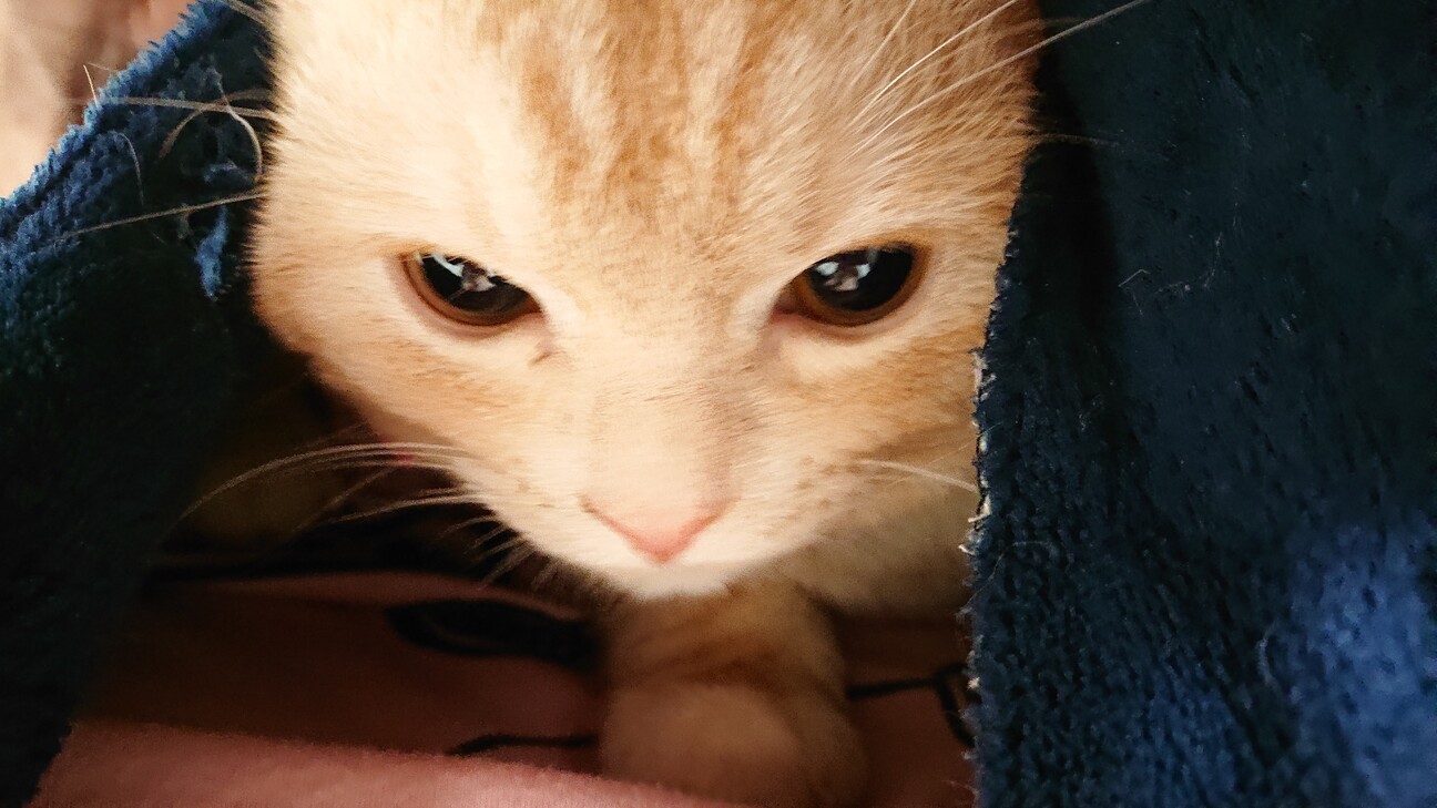 アメショのレッドタビーの男の子 群馬県 猫の里親募集 ペットのおうち 月間利用者150万人 アメショのレッドタビーの男の子 群馬県 猫の里親募集 ペットのおうち 月間利用者150万人