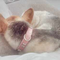 丸まるもなかさん