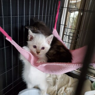 ふわふわベルちゃん優しく可憐な女の子