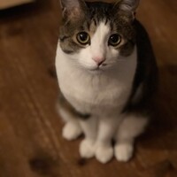 豆太