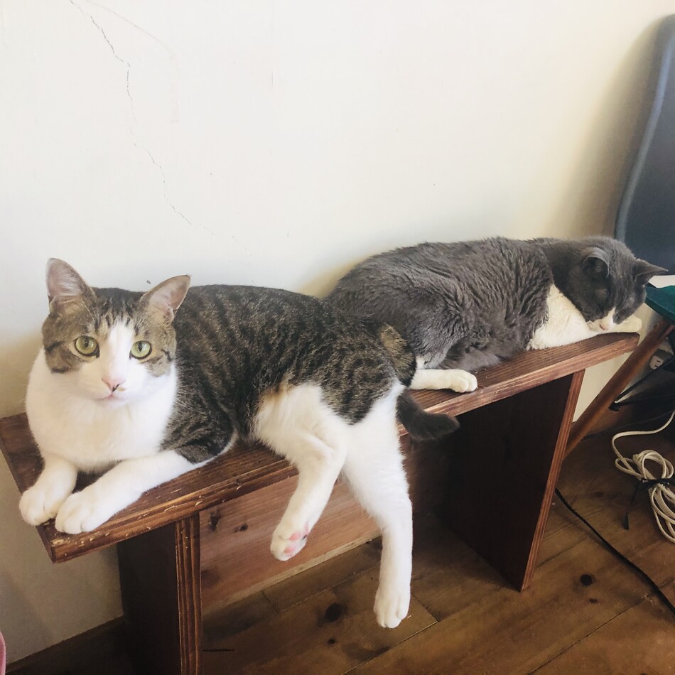 豆太のカバー写真