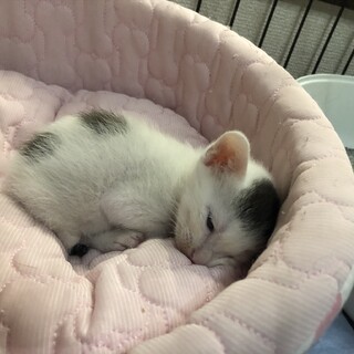 子猫を保護しました。