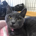 子猫を保護、一年たちました。