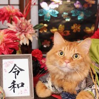 茶々