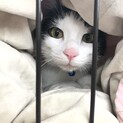 子猫を保護、一年たちました。