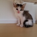 子猫里親募集、可愛い男の子です