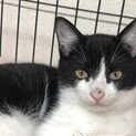 子猫を保護、一年たちました。