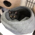 子猫を保護、一年たちました。
