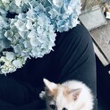 元気いっぱい！生後1ヶ月の猫ちゃん。♂