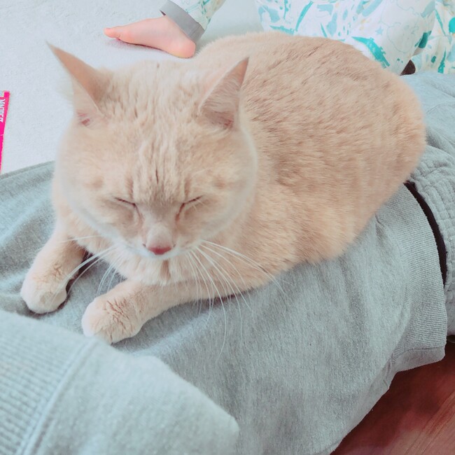 はちべえ　のカバー写真