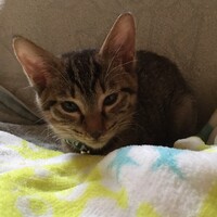 ささげ