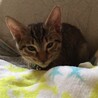 ささげ