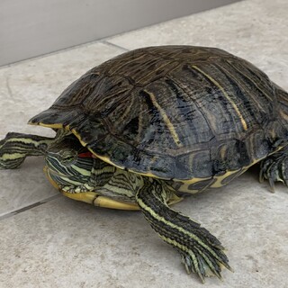 ミドリガメを引き取ってくださる方募集