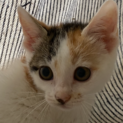 とっても美人☆三毛猫のスティックちゃん
