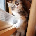 三毛ロン毛  わたあめちゃん  名古屋から