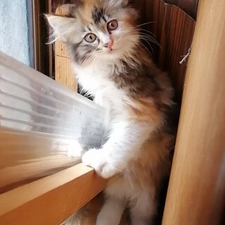 三毛ロン毛  わたあめちゃん  名古屋から