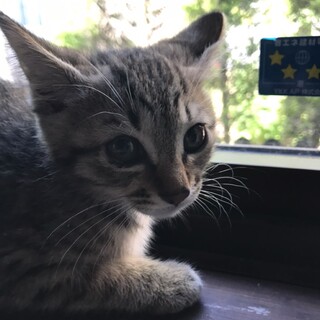 人も猫も大好きなキジトラちゃんです