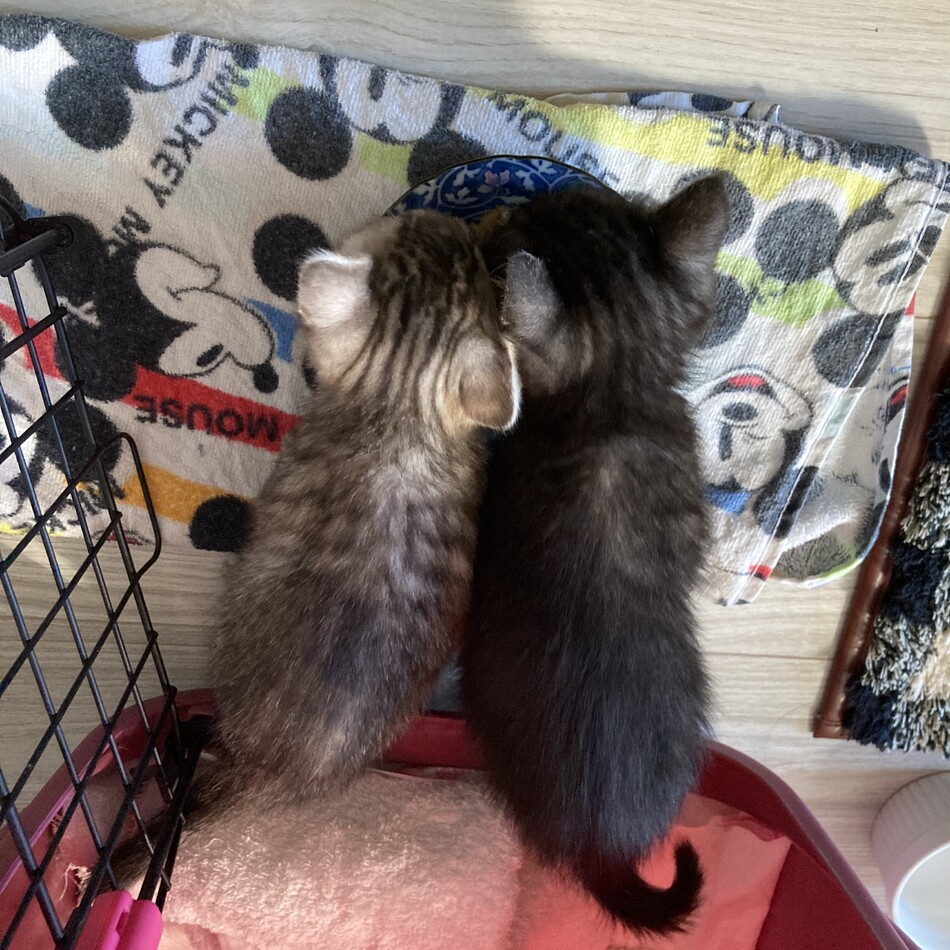 しじみのカバー写真