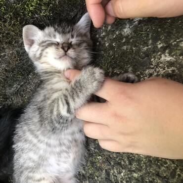 しじみの写真