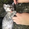の写真