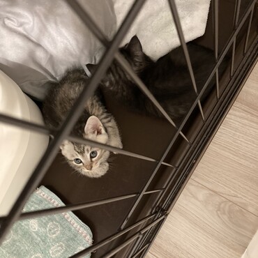 しじみの写真