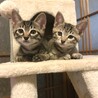 たかつき@子猫の里親募集中
