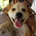 生後4か月仔犬  トイレ他躾済 人慣れしてます