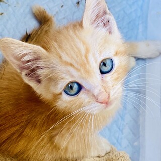 やんちゃなチャ白の子猫ちゃん