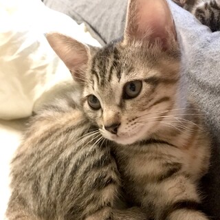 人が大好きなゴロスリちゃんです♪可愛いキジトラ！