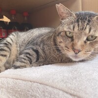 ぶー