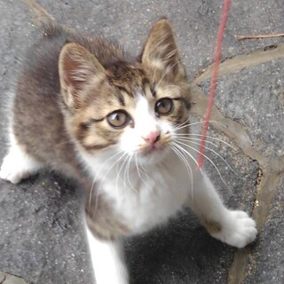 シロキジ