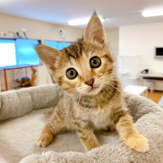 【動画】兄弟で迎えてくださる方！まん丸おめめ★