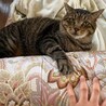 布団が仕舞われるのを阻止してる