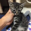 2ヶ月未満の茶トラ白とキジトラ兄弟