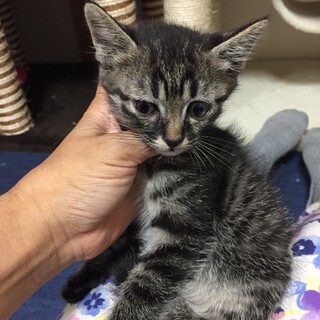 2ヶ月未満の茶トラ白とキジトラ兄弟