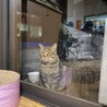 脱走しても必ず戻ってくる