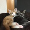 2ヶ月未満の茶トラ白とキジトラ兄弟 サムネイル5