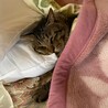 隙あらば布団を強奪される