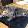 バックや服の上で寝るのが好き